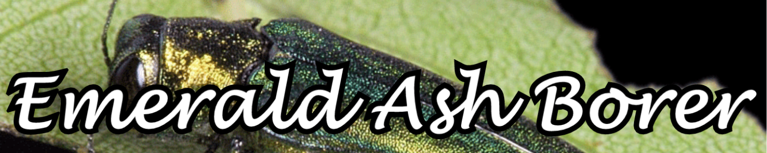 Emerald Ash Borer